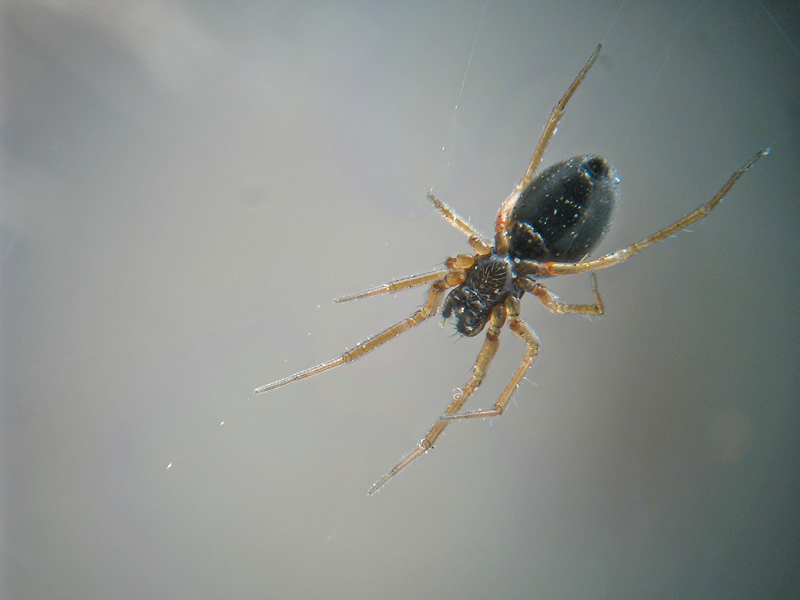 Dispersione aerea - Linyphiidae
